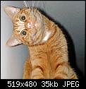 Cliquez sur l'image pour la voir en taille relle

Nom : chat-qui-penche-la-tete.jpg
Affichages : 376
Taille : 34,9 Ko
ID : 4278